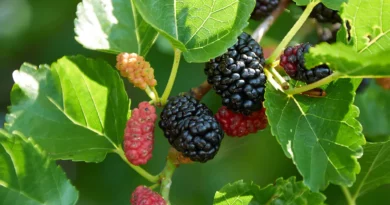 19 Medicinal Health Benefits Of Morus Plant (Mulberry)