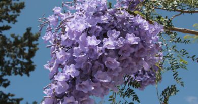 24 Medicinal Health Benefits Of Jacaranda (Jacaranda mimosifolia)