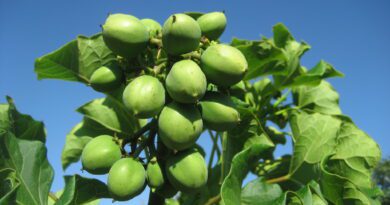 15 Medicinal Health Benefits Of Jatropha curcas (Physic Nut)