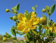 7 Medicinal Health Benefits Of Larrea Tridentata (Creosote Bush)