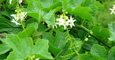 6 Medicinal Health Benefits Of Marah Plant (Marah spp.)