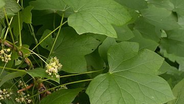 5 Medicinal Health Benefits Of Menispermum Canadense (Canadian Moonseed)