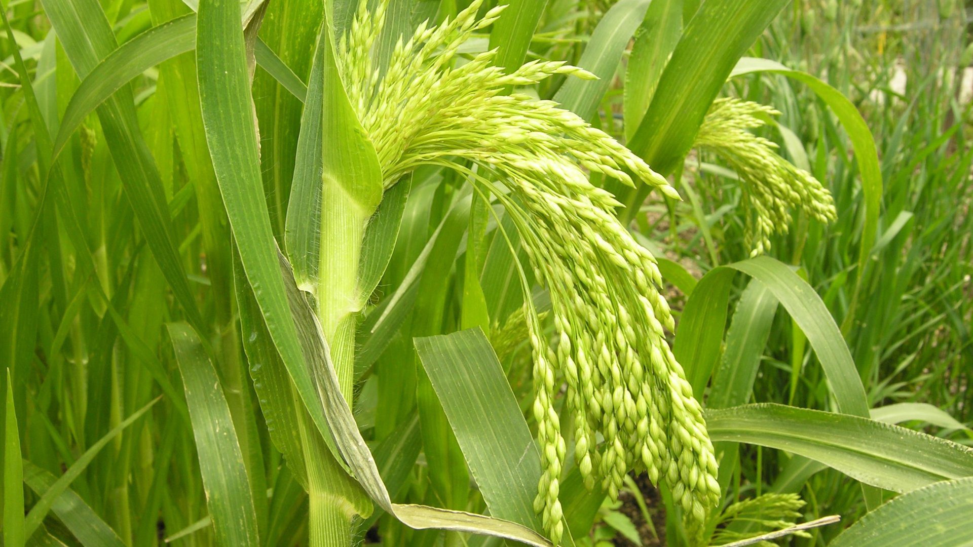 Millet (Panicum miliaceum)