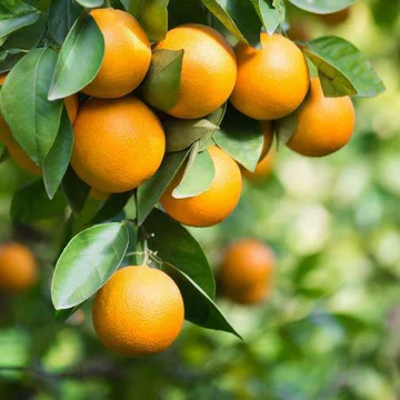 Orange (Citrus sinensis)