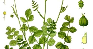 10 Medicinal Health Benefits Of Pimpinella (Burnet-Saxifrage)