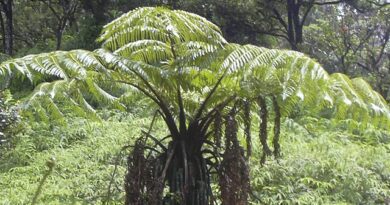 22 Medicinal Health Benefits Of Cibotium (Tree fern)
