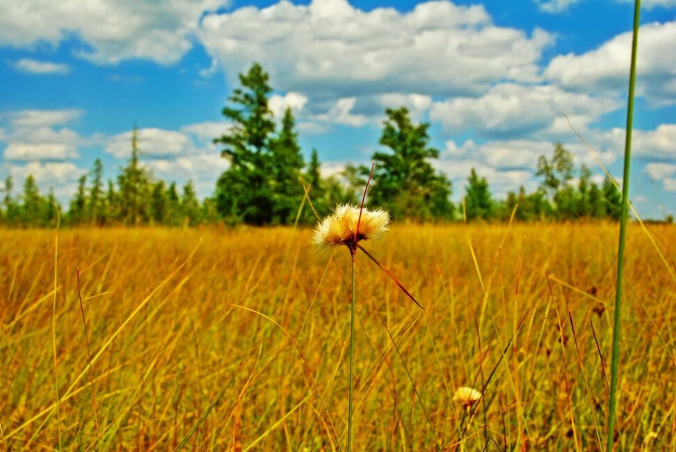 How To Grow, Use and Care For Tawny Cottongrass (Eriophorum virginicum)