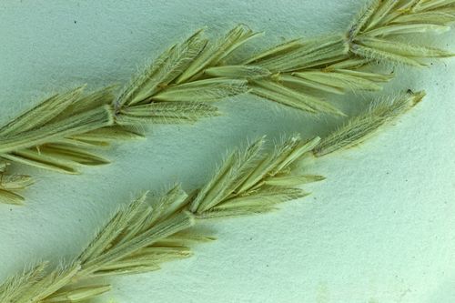 How To Grow, Use and Care For Thickspike Wheatgrass (Elymus lanceolatus)