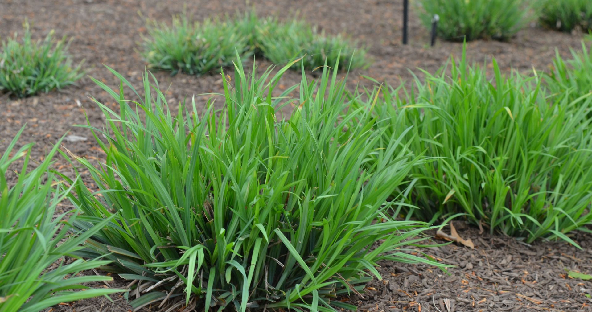 The Benefits of Thinfruit Sedge (Carex flaccosperma): A Comprehensive Guide