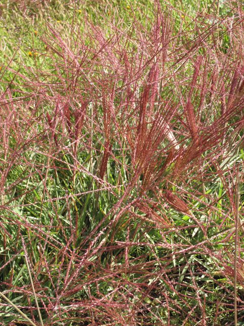 How To Grow and Care For Windmill Grass (Chloris texensis)