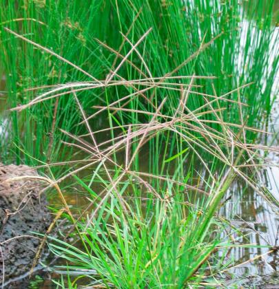 How To Grow and Care For Windmill Grass (Chloris texensis)