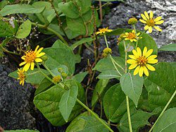 22 Medicinal Health Benefits Of Melanthera Biflora (Manyflower Melanthera)