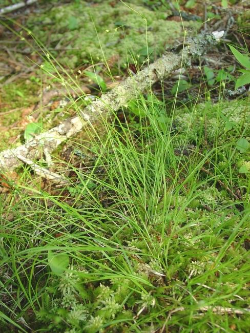How To Grow, Use and Care For Threeseeded Sedge Grass (Carex Trisperma)