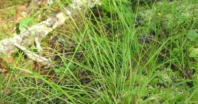 How To Grow, Use and Care For Threeseeded Sedge (Carex Trisperma)