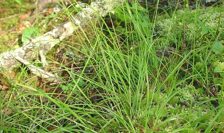 How To Grow, Use and Care For Threeseeded Sedge (Carex Trisperma)