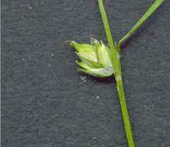How To Grow, Use and Care For Threeseeded Sedge Grass (Carex Trisperma)
