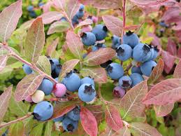 10 Medicinal Health Benefits Of Vaccinium myrtilloides (Velvet-Leaf Blueberry)