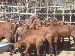 Fattening of Sheep and Goats Guide Fattening of Sheep and Goats Guide