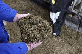 Silage Fodder Production Procedure for Animals