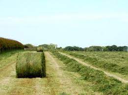 Methods of Forage Conservation Methods Of Forage Conservation