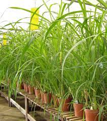Methods of Forage Conservation