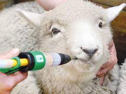 Importance and Methods of Deworming or Drenching Animals