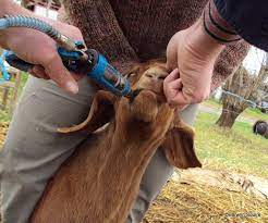 Importance and Methods of Deworming or Drenching Animals