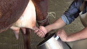 Innovative Methods of Milking Animals