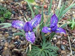 23 Medicinal Health Benefits Of Iris tigridia (Tigridia Iris)