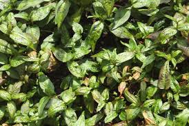 4 Medicinal Health Benefits Of Persicaria odorata (Vietnamese Coriander)