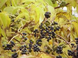 10 Medicinal Health Benefits Of Phellodendron (Huang Bai)