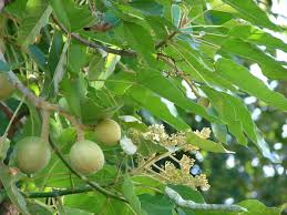 26 Medicinal Health Benefits Of Aleurites moluccanus (Candlenut Tree)
