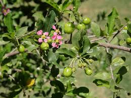 22 Medicinal Health Benefits Of Malpighia Emarginata (Acerola Cherry)