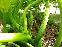 Squash Stem: Economic Importance, Uses, and By-Products