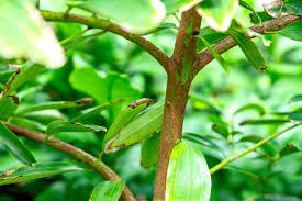 Cinnamon stems