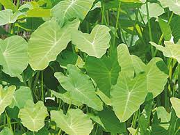 Cocoyam Leaves