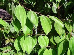 Cinnamon Leaf sheath