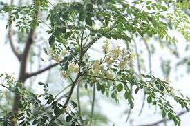 Moringa Branches