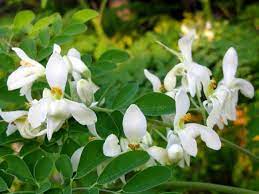 Moringa Flowers: Economic Importance, Uses, and By-Products