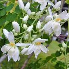 Moringa Flowers