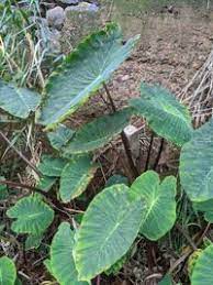 Cocoyam Cataphylls: