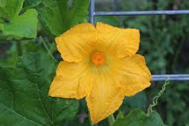 Squash Female flowers: Economic Importance, Uses, and By-Products