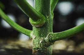 Olive Internodes: Economic Importance, Uses, and By-Products Olive Internodes
