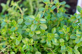 Thyme Bracts