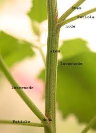 Cinnamon Internode: Economic Importance, Uses, and By-Products Cinnamon Internode