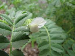 Chickpea/Gram Pea Stigma