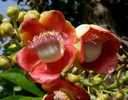 8 Medicinal Health Benefits Of Couroupita guianensis (Cannonball Tree)