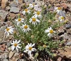 24 Medicinal Health Benefits Of Chaetopappa ericoides (White aster)