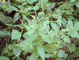 19 Medicinal Health Benefits Of Hackelia virginiana (Virginia Stickseed)