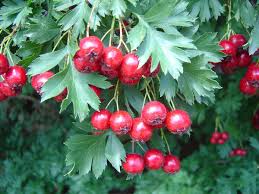 24 Medicinal Health Benefits Of Crataegus (Hawthorn)